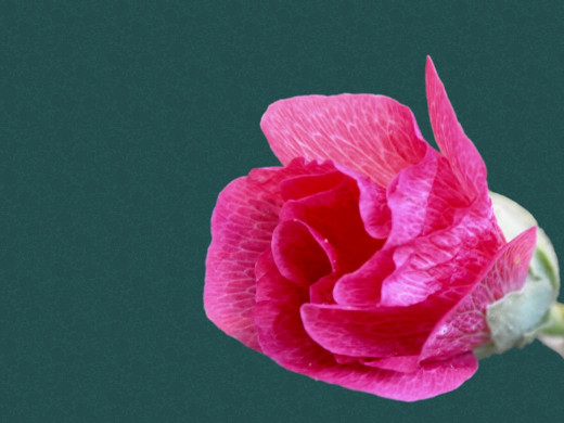 429366 (a): :1600x1200
